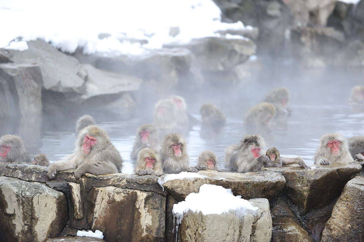 Jigokudani Monkey Park