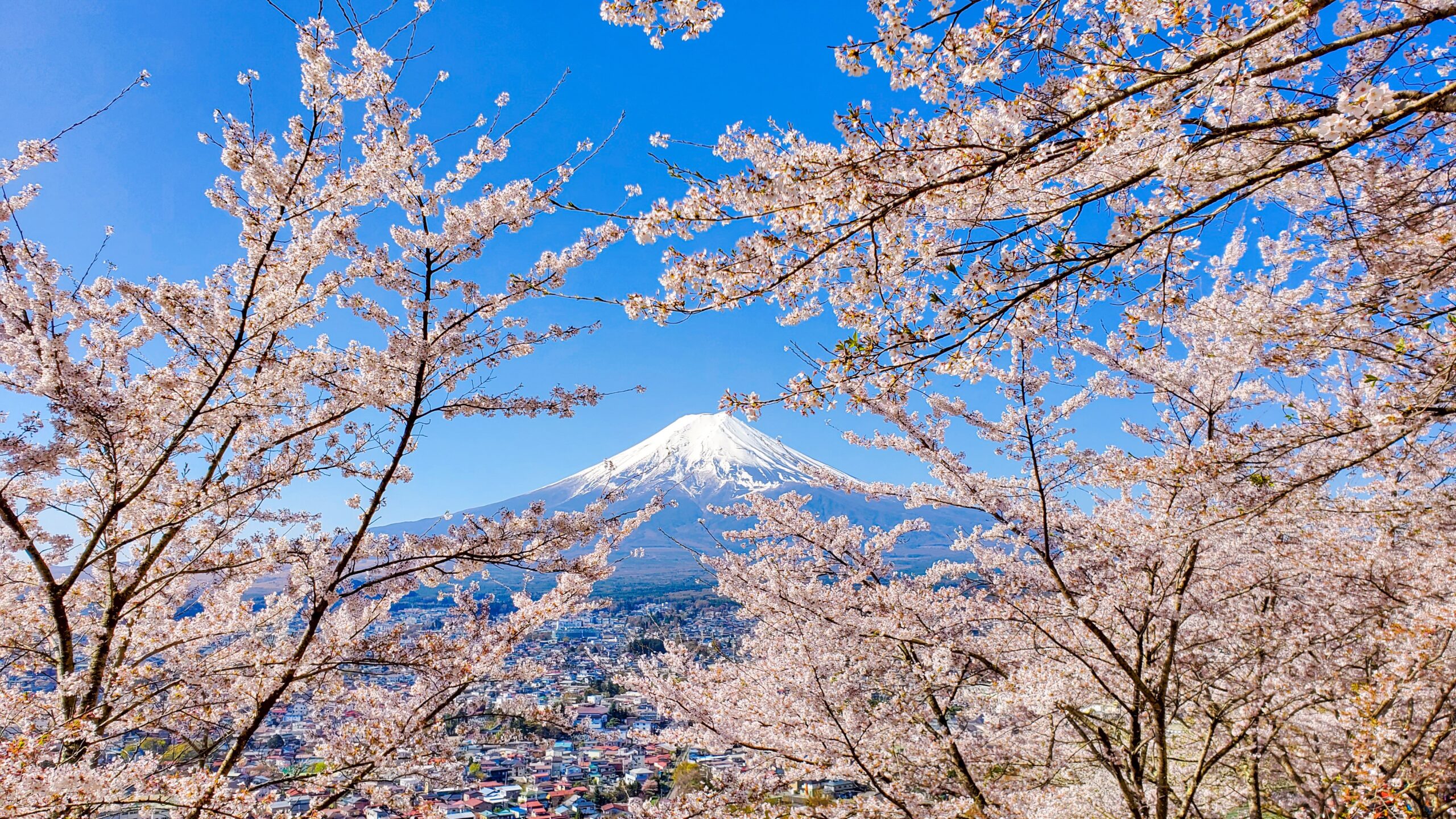 Mount Fuji private tour from Tokyo with cherry blossoms and scenic view