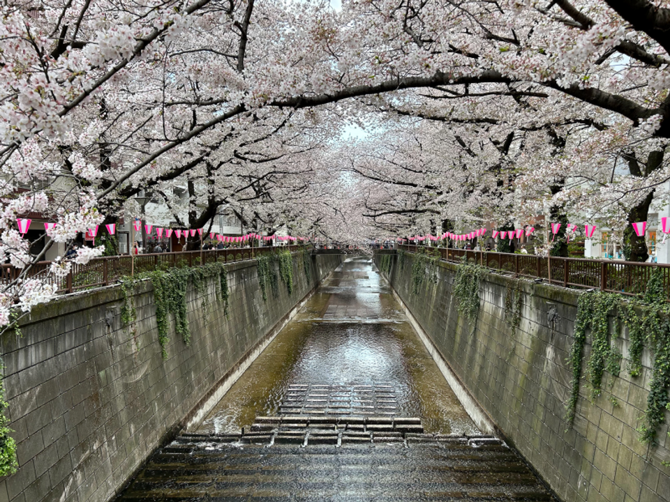 cherry blossom Tokyo at Meguro River during full bloom